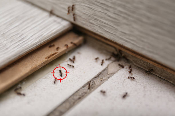 Best Pest Prevention Services  in London, OH