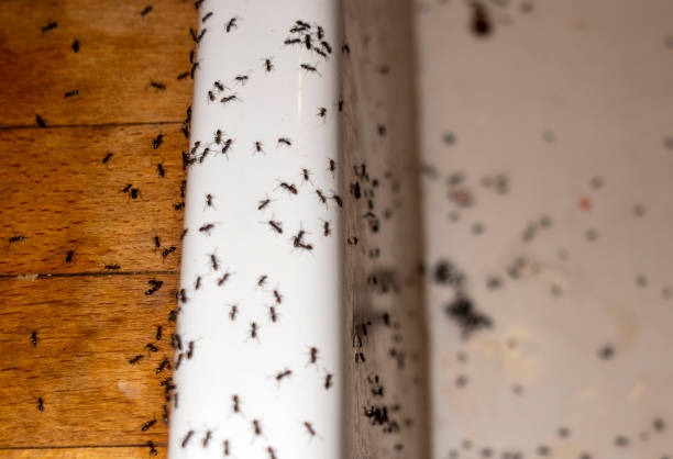 Best Wasp Removal Services  in London, OH