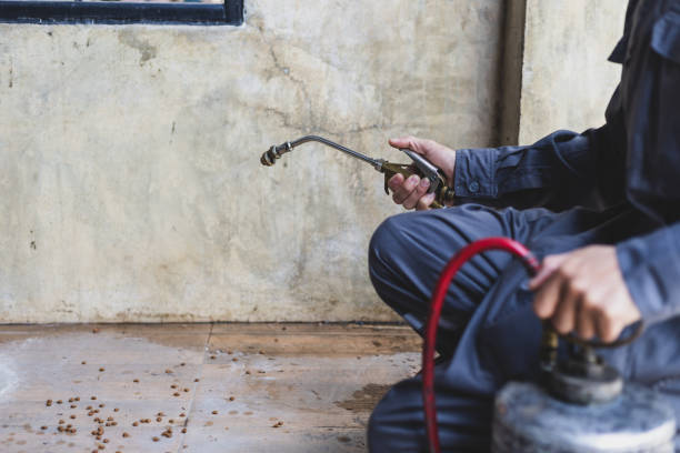 Wasp Removal Services in London, OH